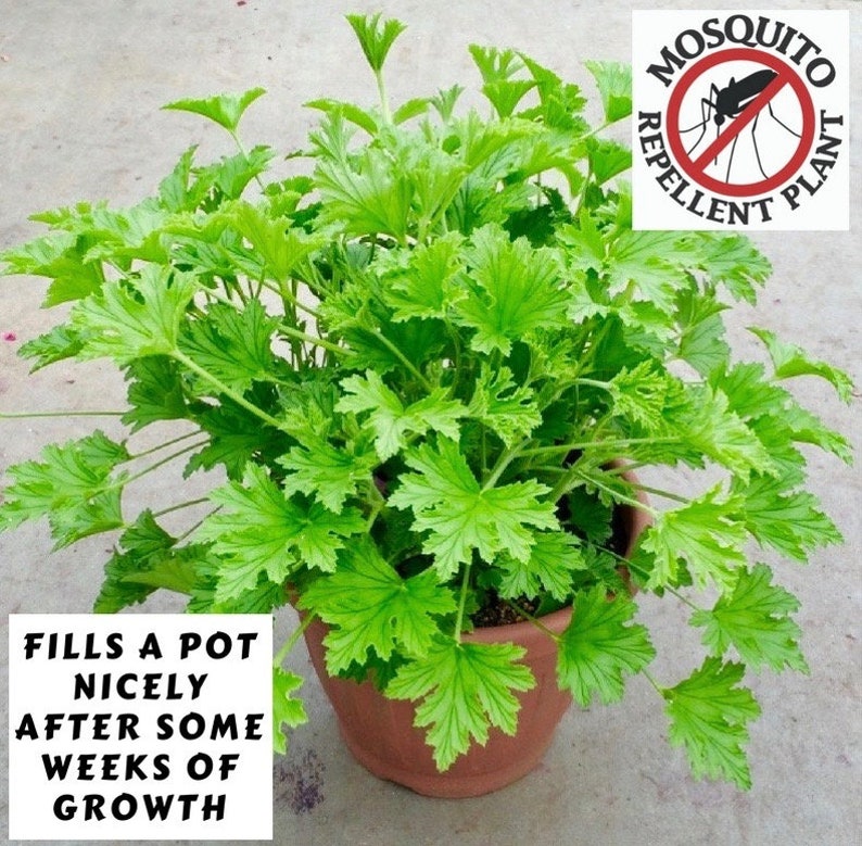 May include: A potted green plant with the text "FILLS A POT NICELY AFTER SOME WEEKS OF GROWTH" and a red and white circle with the text "MOSQUITO REPELLENT PLANT" and a mosquito with a red slash through it.