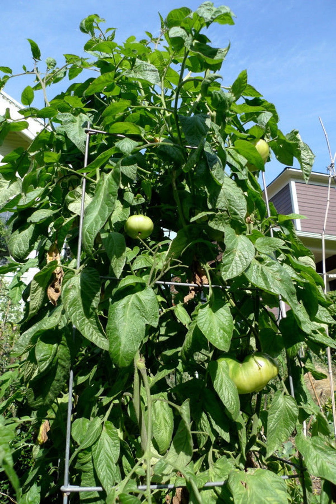 Two Live Plants Brandywine Tomato Plant NONGMO 5 Inch to