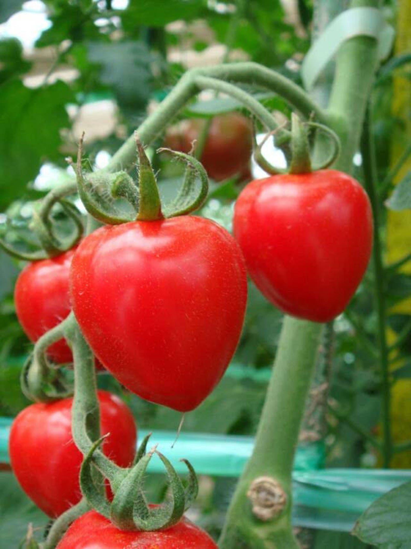 Two Live Plants Tomatoberry Tomato Plant 5 Inch to 7 Inch Tall Etsy