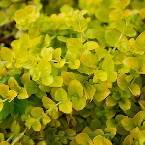 Creeping Jenny Goldi | Two Live Plants | Non-GMO | Lysimachia | Perennial, Cascading