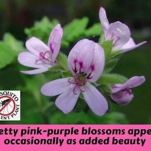 May include: A close-up of a pink and purple flowering plant with green leaves. The plant is labeled "Mosquito Repellent Plant".