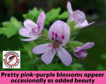 Two Large Live Plants Mosquito Repellent Plants Citronella Geranium 4 Inch Tall in 4 Inch Pots Family Run Business Since 1957