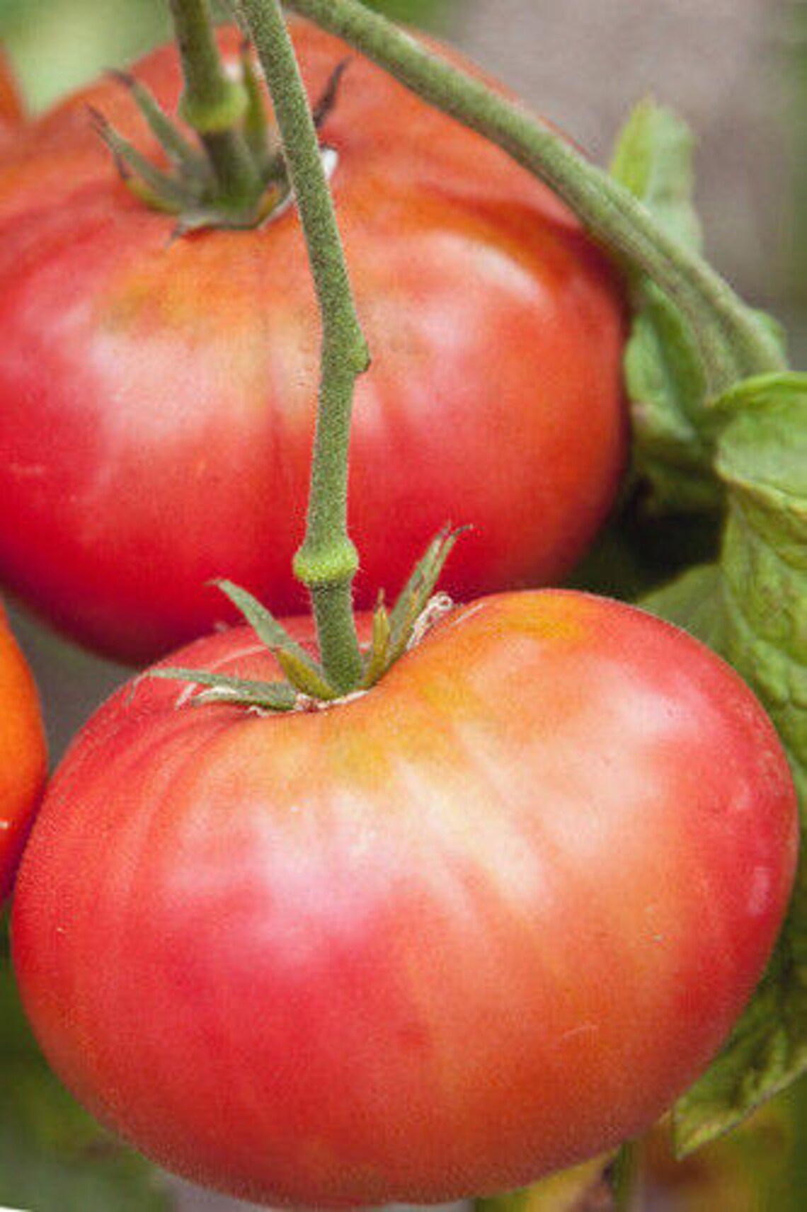 Two Live Plants Brandywine Tomato Plant NONGMO 5 Inch to 7 Etsy