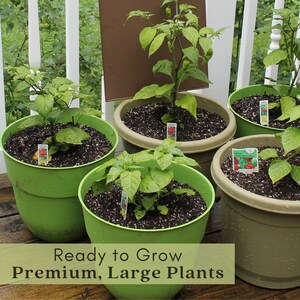 Jalapeno Peppers | Two Live Garden Plants | Non-GMO, Mild Heat, Great Producer