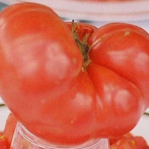 May include: A large, heart-shaped tomato with a deep red color. The tomato has a smooth, slightly bumpy texture and is slightly misshapen.