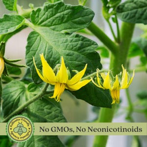 Sweet Baby Girl Tomato Plants | Two Live Garden Plants | Non-GMO, Indeterminate, Crack-Resistant