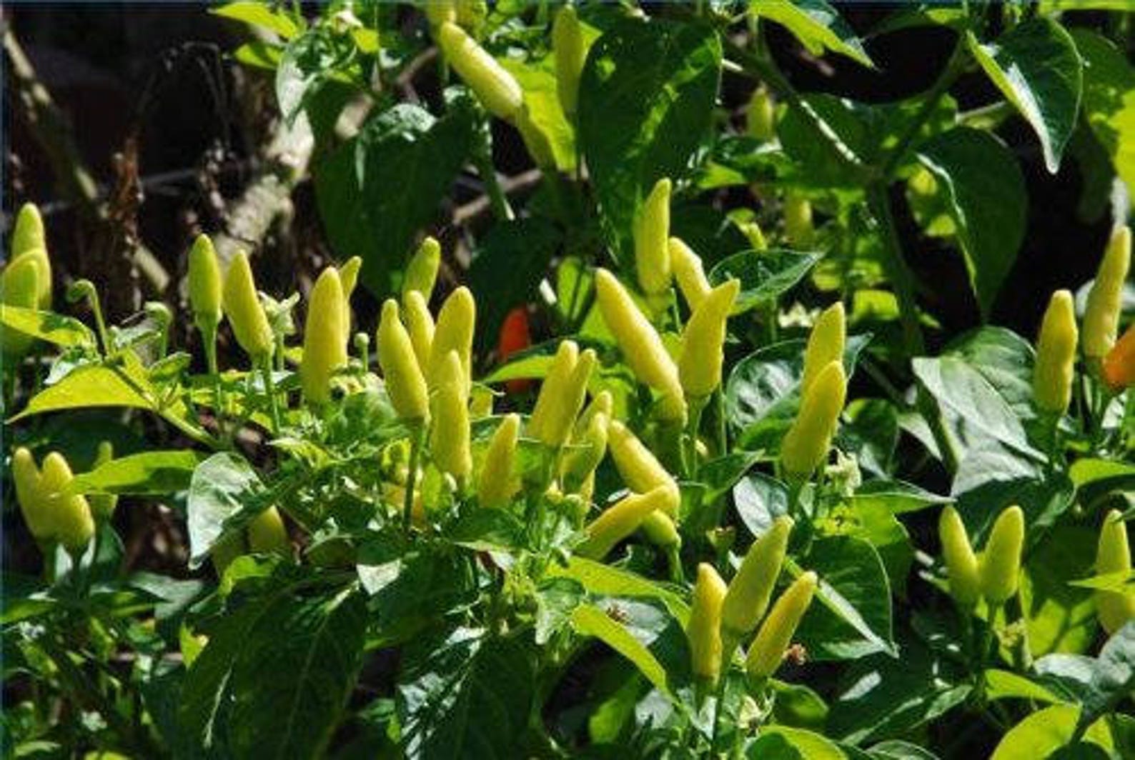 Two Live Plants Tabasco Pepper Plant NONGMO 47 Inches Tall Etsy UK