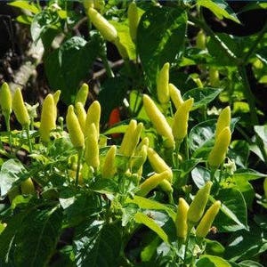 Puede incluir: Primer plano de una planta verde con muchos pimientos peque&ntilde;os y amarillos que crecen en ella. Los pimientos est&aacute;n agrupados en racimos y todos apuntan hacia arriba.