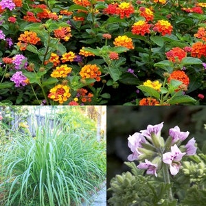 Mosquito Trio - 9 Mosquito Repellent Plants – Includes THREE Types: 3 Citronella Geranium, 3 Lemongrass, 3 Lantana, Ea. 4–8” Tall in 4” Pots