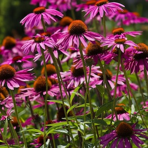 Purple Coneflower (Echinacea Purpurea) Plants | Two Live Plants | Non-GMO, Hardy Flowering Perennial, Pollinator Favorite