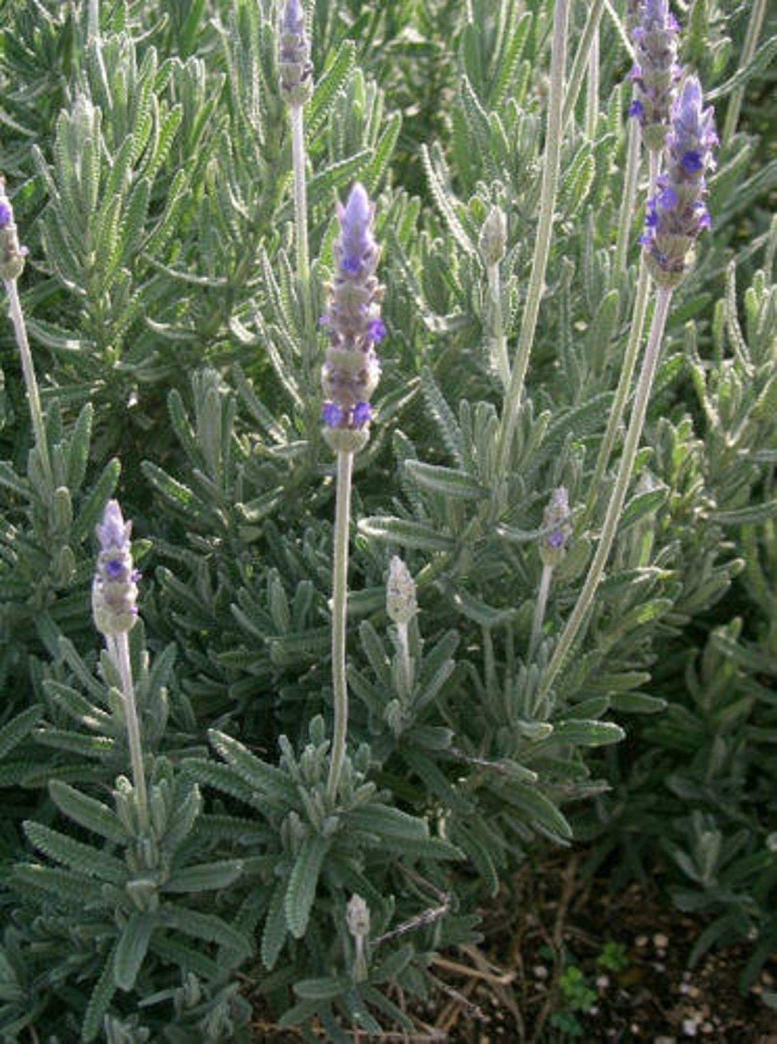 Two Live Plants French Lavender Plant 47 Inches Tall in 3.5 Etsy