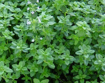 Two Live Plants English Thyme Plant 4 Inch to 7 Inch Tall in 3.5 Inch Pots Family Run Business Since 1957