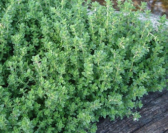 Creeping Lemon Thyme | Two Live Herb Plants | Non-GMO, Mosquito Repellent, Edible
