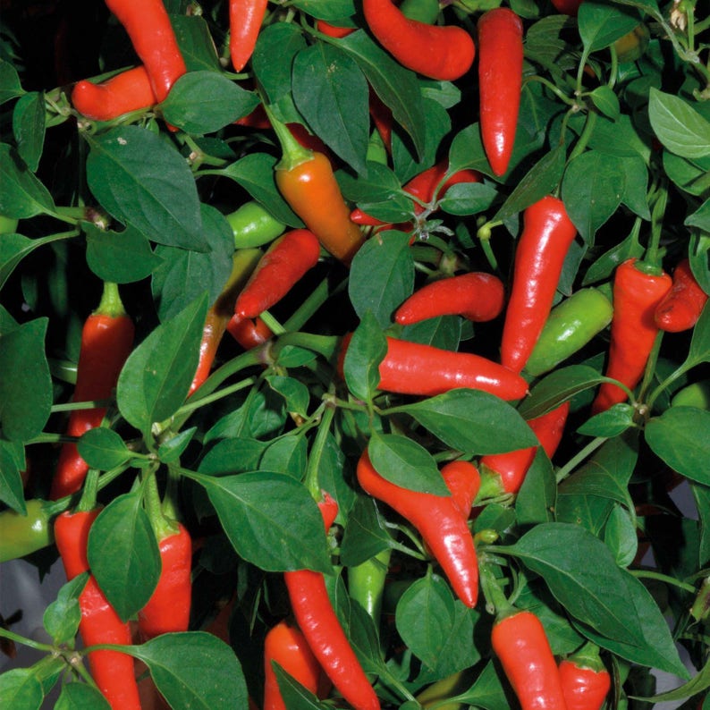 Super Chili Pepper Plant NON-GMO - Thumbnail 2