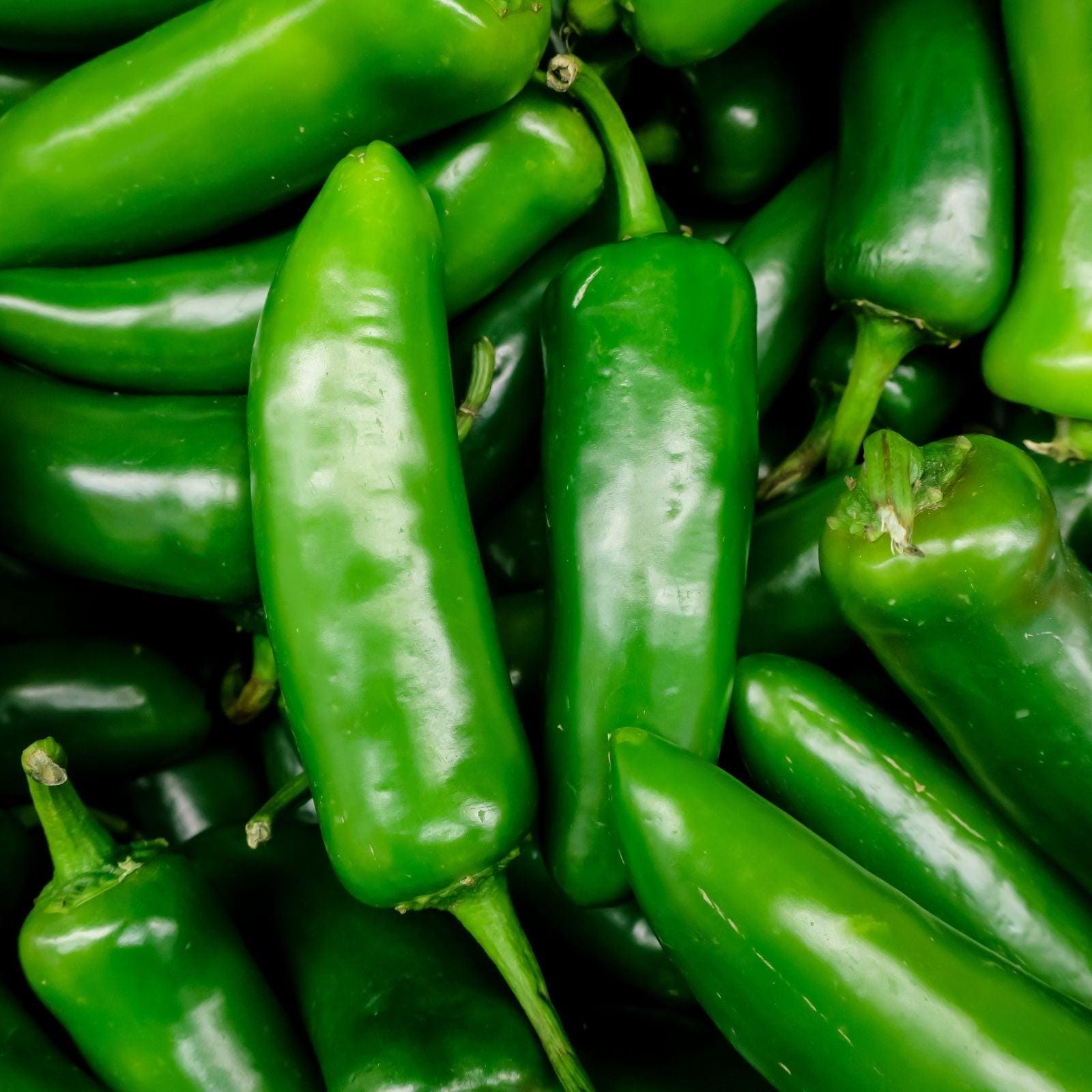 Early Jalapeño Pepper Plant | Two Live Plants | Non-GMO | Medium Hot Pepper | High Yield