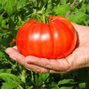 Two 2 Live Plants Beefsteak Tomato Plant NON-GMO 5 To 7 Inches Tall In 3.5 Inch Pots Family Run Business Since 1957