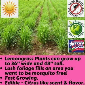 Deux 2 grandes plantes de citronnelle vivantes SANS OGM chacune de 10 à 20 cm de haut dans des pots de 10 cm (4 po.) Entreprise familiale depuis 1957 image 3