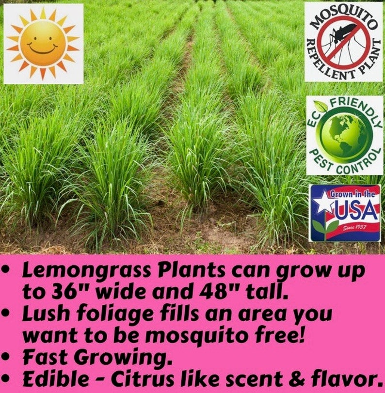 Deux 2 grandes plantes de citronnelle vivantes SANS OGM chacune de 10 à 20 cm de haut dans des pots de 10 cm (4 po.) Entreprise familiale depuis 1957 image 3