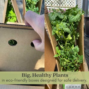Sweet Baby Girl Tomato Plants | Two Live Garden Plants | Non-GMO, Indeterminate, Crack-Resistant