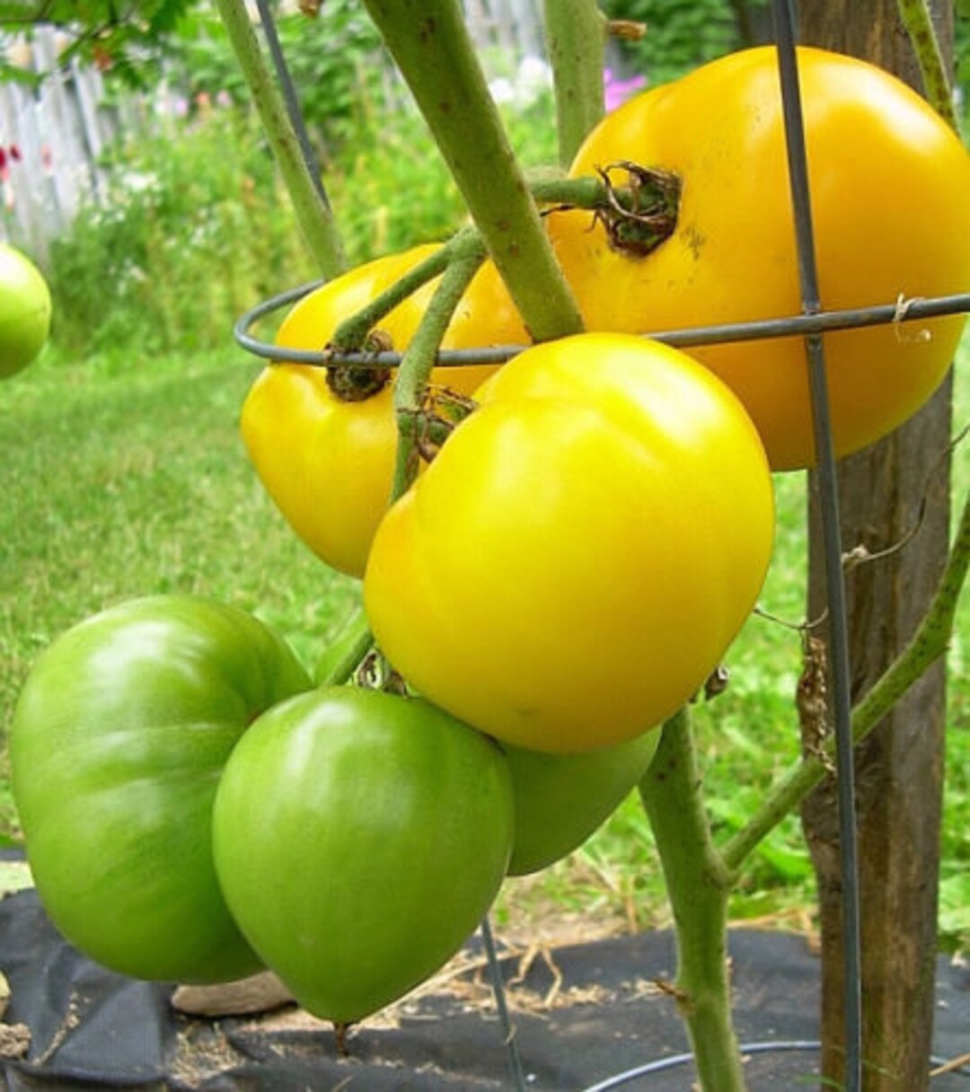 Two Live Plants Lemon Boy Tomato Plant 5 Inch to 7 Inch Tall in 3.5