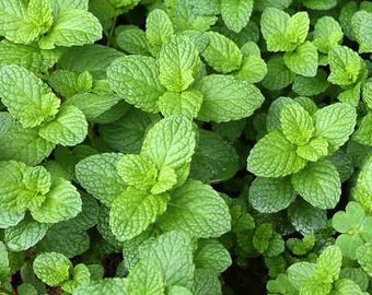 Spearmint Mint | Two Live Herb Plants | Non-GMO, Easy-Grower, Perennial in Most Zones