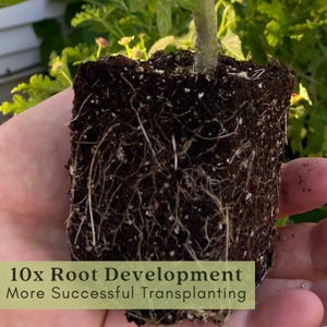 Sweet Baby Girl Tomato Plants | Two Live Garden Plants | Non-GMO, Indeterminate, Crack-Resistant