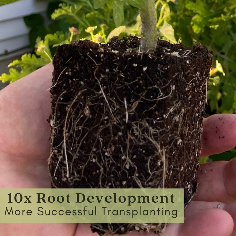 Sweet Baby Girl Tomato Plants | Two Live Garden Plants | Non-GMO, Indeterminate, Crack-Resistant