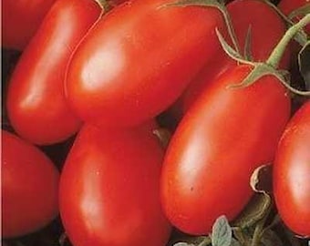 La Roma Red Tomato Plants | Two Live Garden Plants | Non-GMO, Roma, Disease Resistant