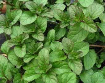 Two 2 Live Plants Orange Mint Plant NON-GMO Each 4 Inch To 7 Inch Tall In 3.5 Inch Pots Family Run Business Since 1957