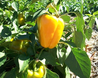 Two Live Plants Flavorburst Pepper Plant 4 Inch to 7 Inch Tall in 3.5 Inch Pots Family Run Business Since 1957