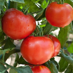 Wisconsin 55 Tomato Plants | Two Live Garden Plants | Non-GMO, Heirloom, Semi-Determinate