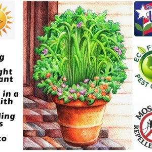 Deux 2 grandes plantes de citronnelle vivantes SANS OGM chacune de 10 à 20 cm de haut dans des pots de 10 cm (4 po.) Entreprise familiale depuis 1957 image 5