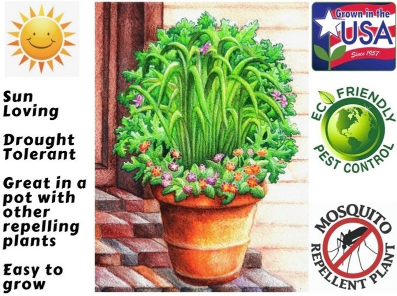 Deux 2 grandes plantes de citronnelle vivantes SANS OGM chacune de 10 à 20 cm de haut dans des pots de 10 cm (4 po.) Entreprise familiale depuis 1957 image 5