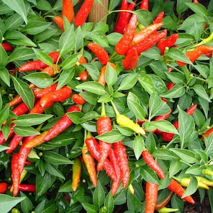 May include: A close-up of a chili pepper plant with red and yellow peppers growing on it. The plant is full of green leaves and the peppers are hanging from the branches.