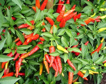 Two Live Plants Super Chili Pepper Plant NON-GMO 4 Inch to 7 Inch Tall in 3.5 Inch Pots Family Run Business Since 1957