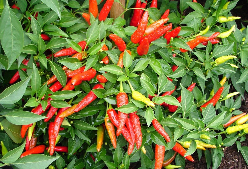 Super Chili Pepper Plant NON-GMO