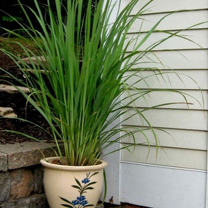 Deux 2 grandes plantes de citronnelle vivantes SANS OGM chacune de 10 à 20 cm de haut dans des pots de 10 cm (4 po.) Entreprise familiale depuis 1957 image 7