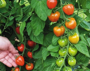 Dos plantas vivas de tomate Tomatoberry de 5 a 7 pulgadas de alto en macetas de 3,5 pulgadas. Empresa familiar desde 1957.