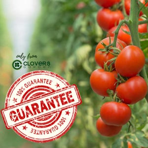 Sweet Baby Girl Tomato Plants | Two Live Garden Plants | Non-GMO, Indeterminate, Crack-Resistant