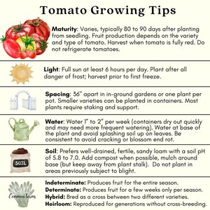 Sweet Baby Girl Tomato Plants | Two Live Garden Plants | Non-GMO, Indeterminate, Crack-Resistant