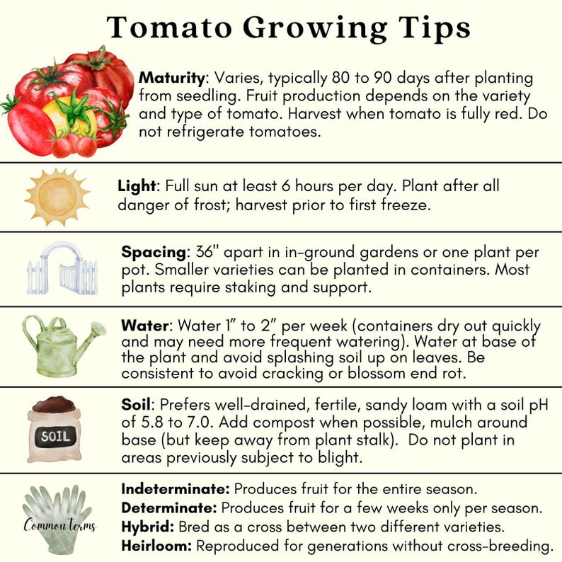 Sweet Baby Girl Tomato Plants | Two Live Garden Plants | Non-GMO, Indeterminate, Crack-Resistant