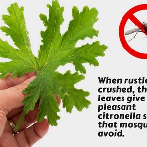 May include: A hand holding a green leaf with a caption that reads: "When rustled or crushed, the leaves give off a pleasant citronella scent that mosquitoes avoid."