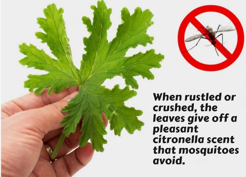 May include: A hand holding a green leaf with a caption that reads: "When rustled or crushed, the leaves give off a pleasant citronella scent that mosquitoes avoid."