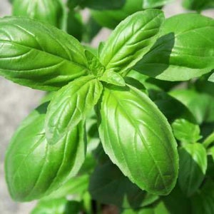 May include: Close-up of vibrant green basil leaves. The leaves are large, with prominent veins and a glossy texture. The image highlights the fresh, healthy appearance of the herb, showcasing its natural beauty and detail. The leaves are in focus, with a blurred background.