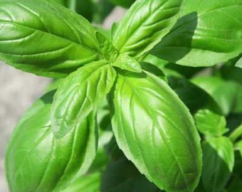 Albahaca dulce / Dos plantas de hierbas vivas / Sin OGM, Favorito del jardinero, Cosecha durante toda la temporada