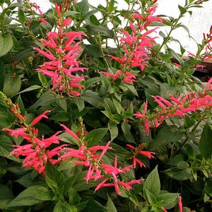 May include: A close-up of a vibrant pink flowering plant with green leaves. The plant is in full bloom with many flowers.
