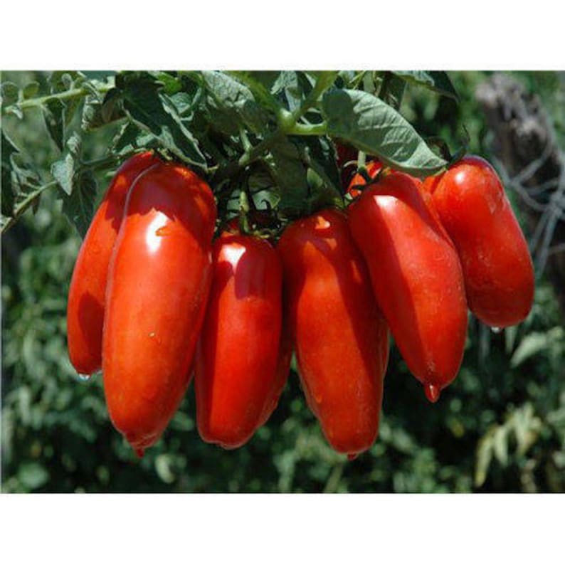 san marzano tomato plants for sale san marzano tomato plants for sale