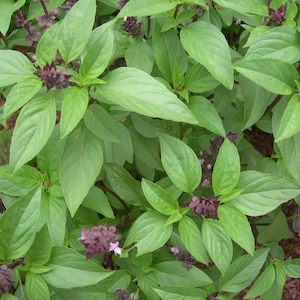 May include: Close-up of a Thai basil plant with vibrant green leaves and small, dark purple flower clusters. The leaves are oval-shaped and have a smooth texture. The plant is in full bloom, showcasing its fresh, aromatic foliage.