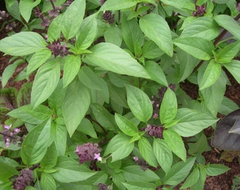 Dos plantas vivas de albahaca tailandesa sin OMG, de 10 a 18 cm de alto cada una, en macetas de 8,9 cm. Empresa familiar desde 1957.