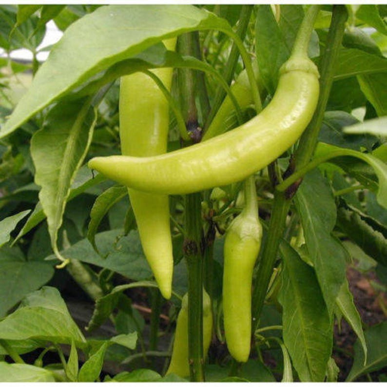 Семена Сладкий перец Банановый баунти (Banana Bounty), 5 штук AliExpress